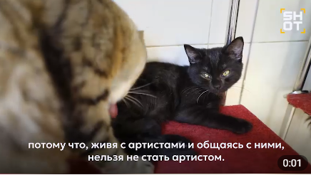 Фото: скриншот видео телеграм-канала shot