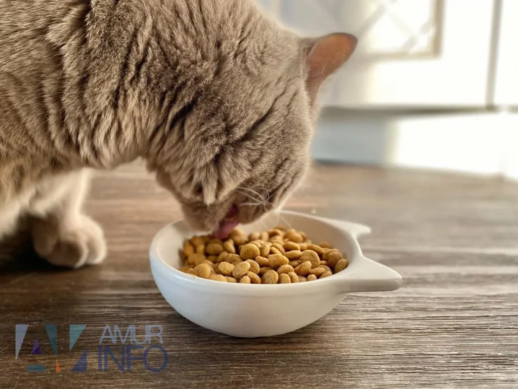 ветеринар рассказала, как подготовить кота к разлуке