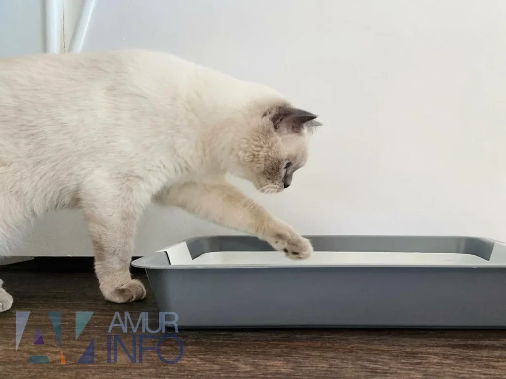 ветеринар рассказала, как подготовить кота к разлуке