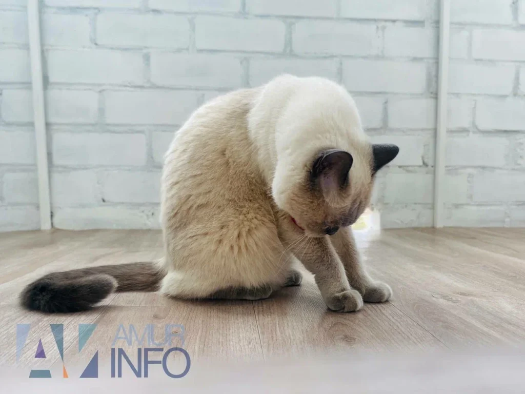 ветеринар рассказала, как подготовить кота к разлуке