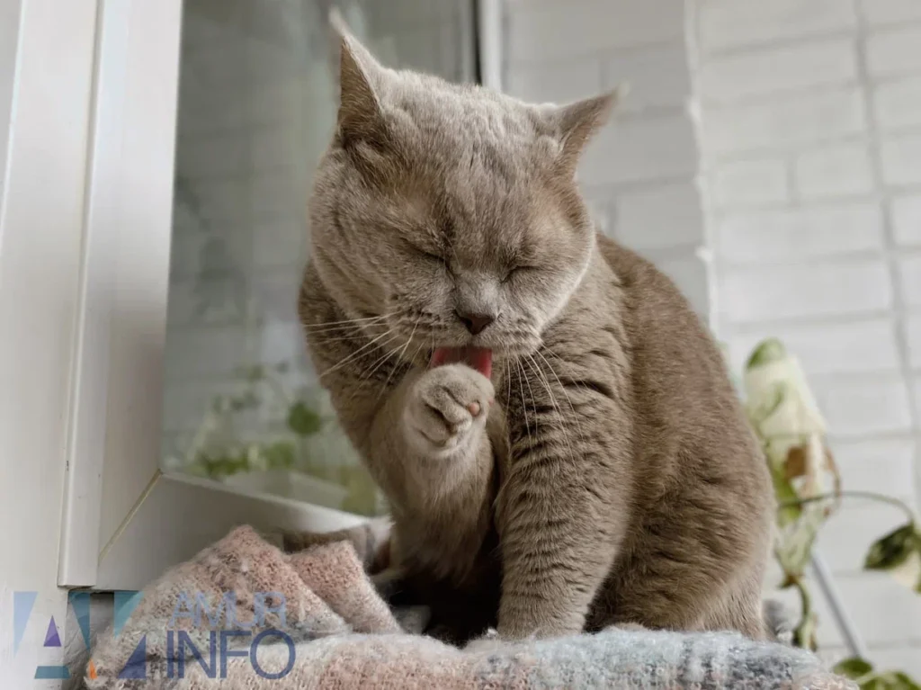 ветеринар рассказала, как подготовить кота к разлуке