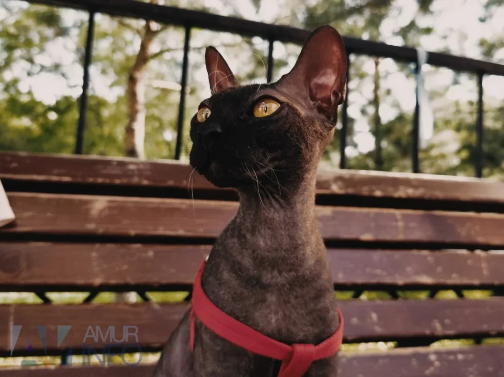 ветеринар рассказала, как подготовить кота к разлуке