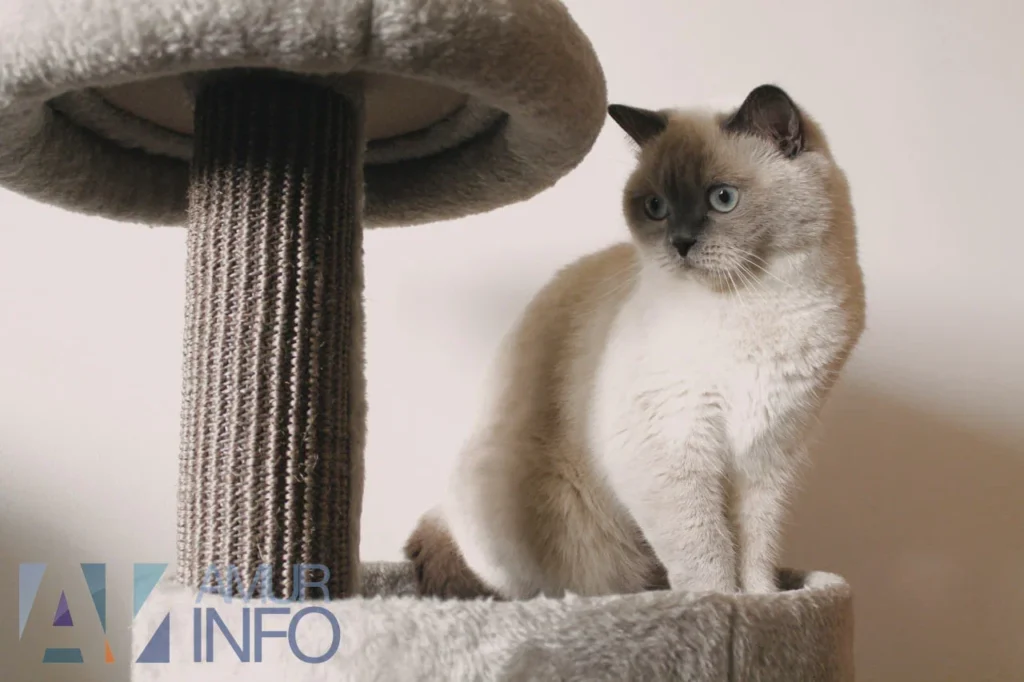 ветеринар рассказала, как подготовить кота к разлуке