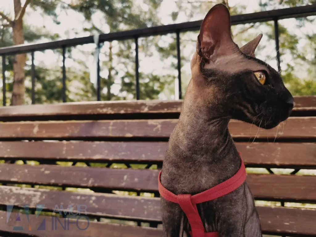 ветеринар рассказала, как подготовить кота к разлуке