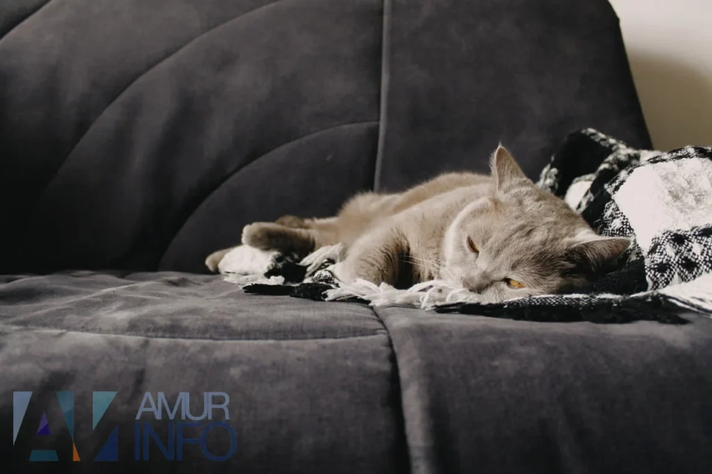 ветеринар рассказала, как подготовить кота к разлуке