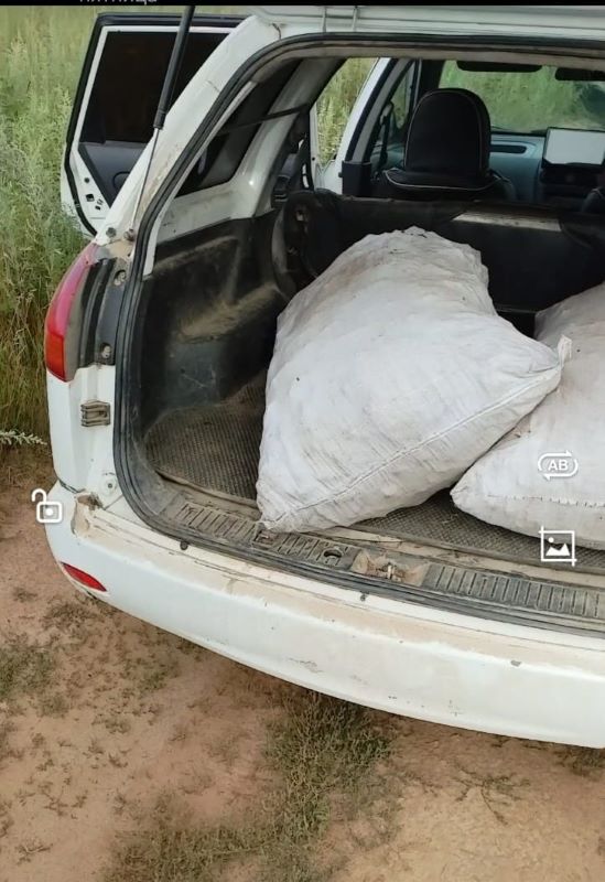 В Приамурье «черные копатели» собрали 350 килограммов редкого растения