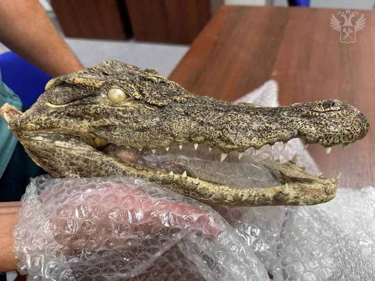 Хабаровские таможенники задержали туриста с головой крокодила в багаже