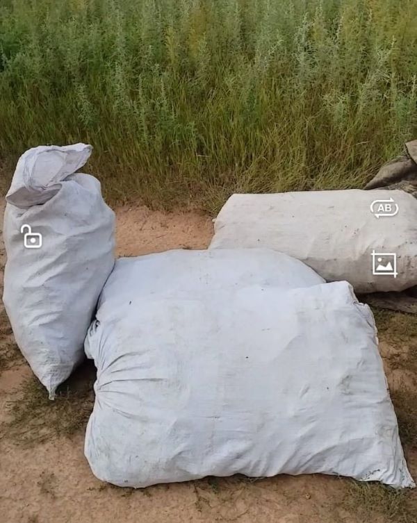 В Приамурье «черные копатели» собрали 350 килограммов редкого растения