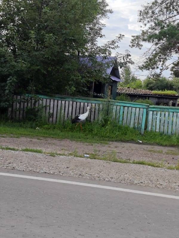 Птенец аиста прогулялся по Тамбовке