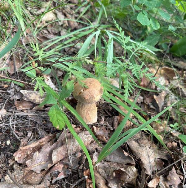 Губернатор Приамурья похвастался лесным урожаем