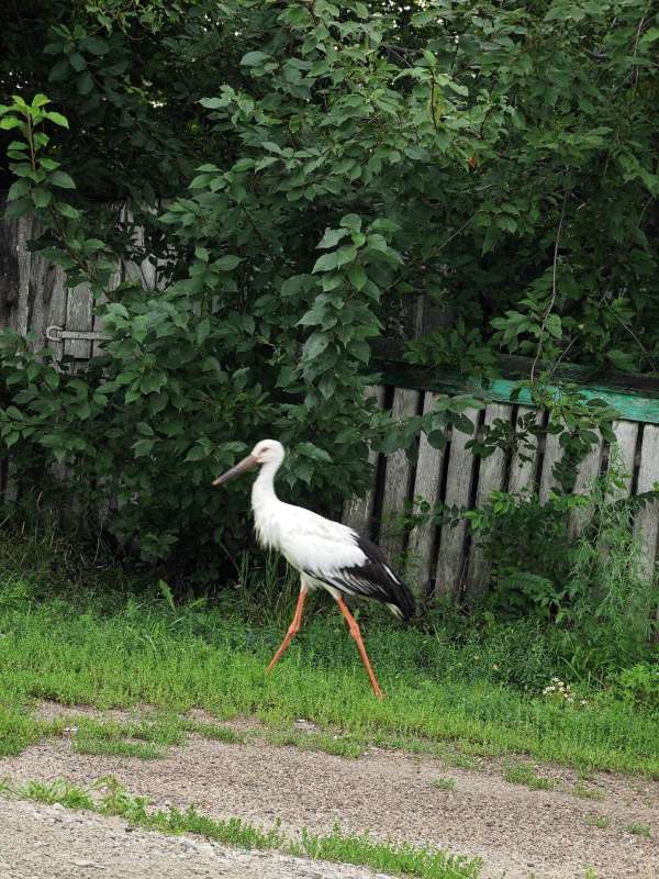 Птенец аиста прогулялся по Тамбовке