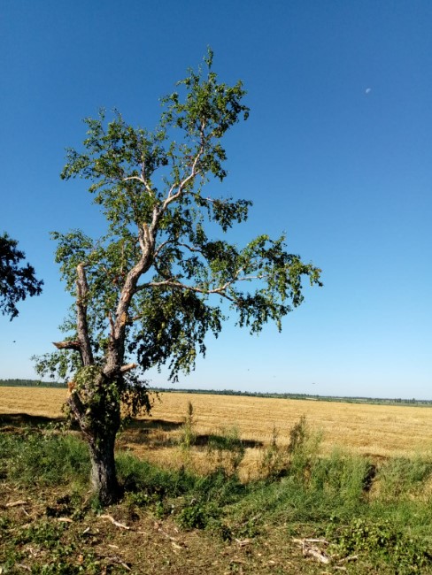 Фото: Амур.инфо