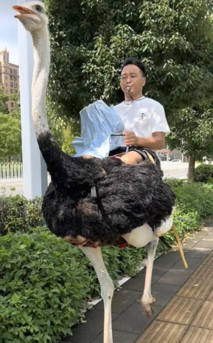 Житель Китая уже 10 лет передвигается по городу на страусе
