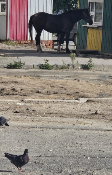 Фото: группа жителей Прогресса в мессенджере