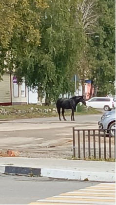 Фото: группа жителей Прогресса в мессенджере