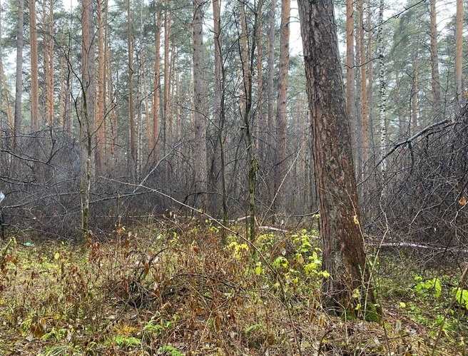 В парке Екатеринбурга нашли обнажённое тело женщины без головы