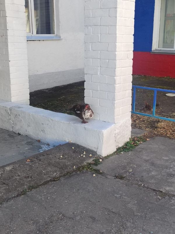 Пернатая беспризорница поселилась на территории амурской школы