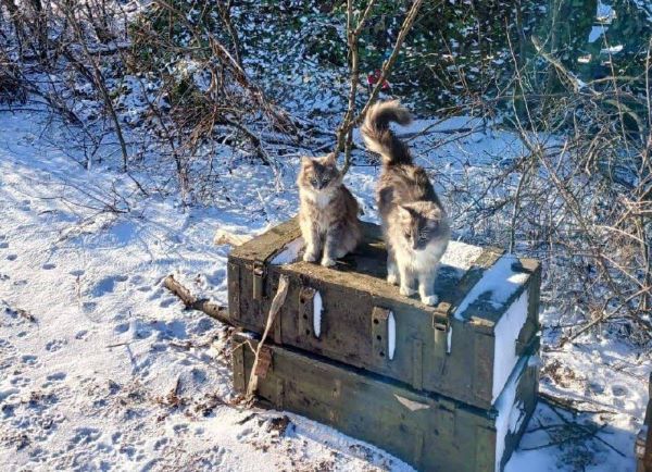 О ветеране СВО из Приамурья узнала все Россия