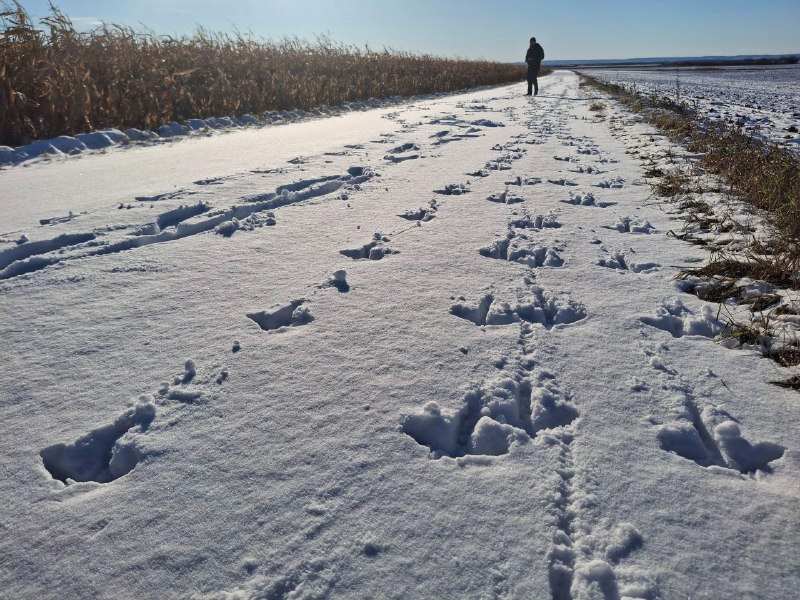 Амурский орнитолог нашел общее у японских журавлей и кабанов