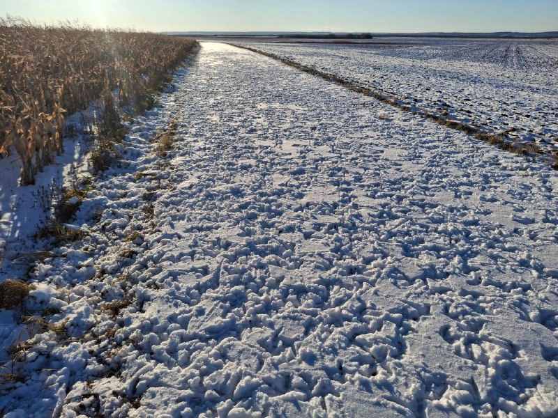 Амурский орнитолог нашел общее у японских журавлей и кабанов