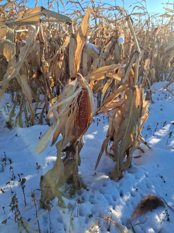 Амурский орнитолог нашел общее у японских журавлей и кабанов