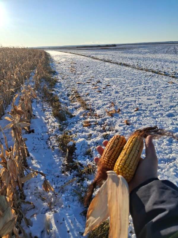 Амурский орнитолог нашел общее у японских журавлей и кабанов
