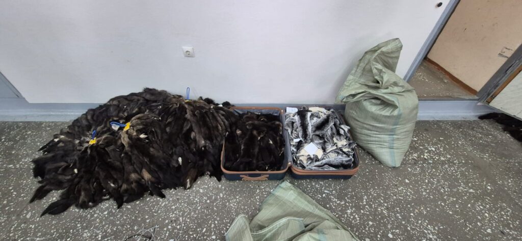 Иностранки пытались вывезти из Благовещенска шкурки соболя на 6 миллионов рублей