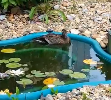 Фото: скриншот с видео телеграм-канала Амурского биолого-туристического центра