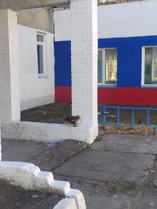 Пернатая беспризорница поселилась на территории амурской школы