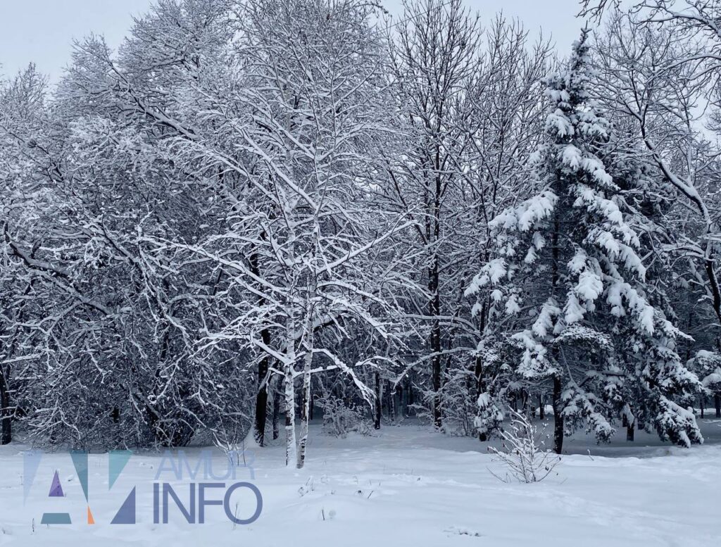 Фото: Амур.инфо