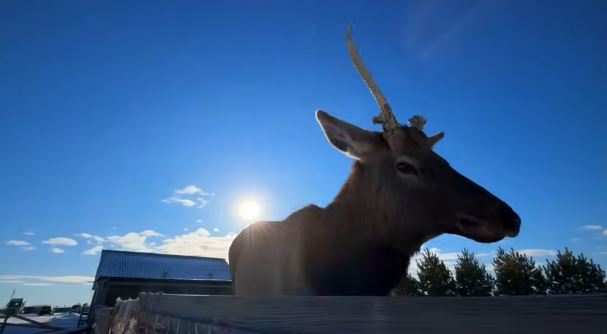 В Приамурье появился парк с маралами