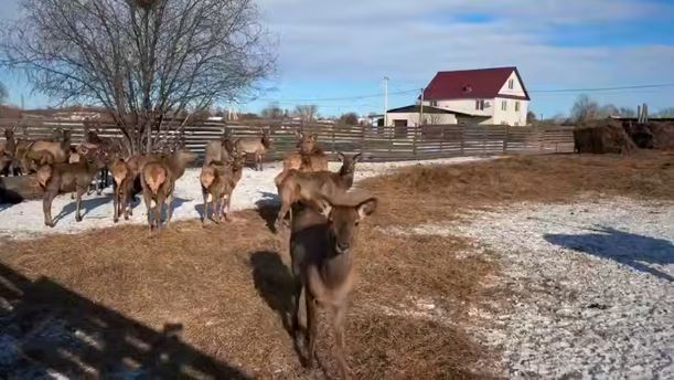 В Приамурье появился парк с маралами