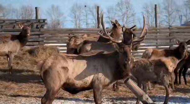 В Приамурье появился парк с маралами