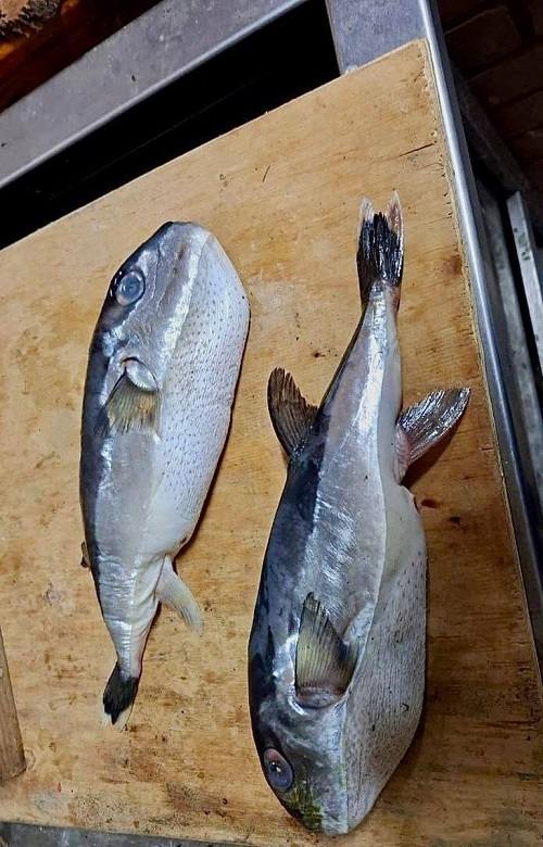 Жителю Кубани продали смертельно опасную рыбу вместо скумбрии