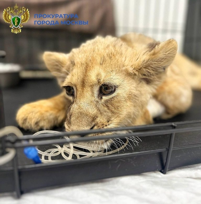 У известного блогера из Москвы забрали искалеченного львёнка