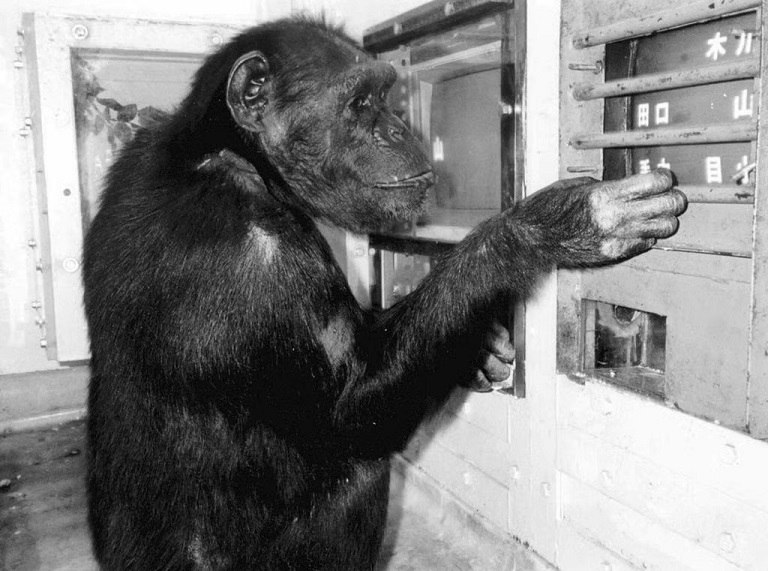 В Японии умерла 49-летняя шимпанзе, умевшая считать и рисовать