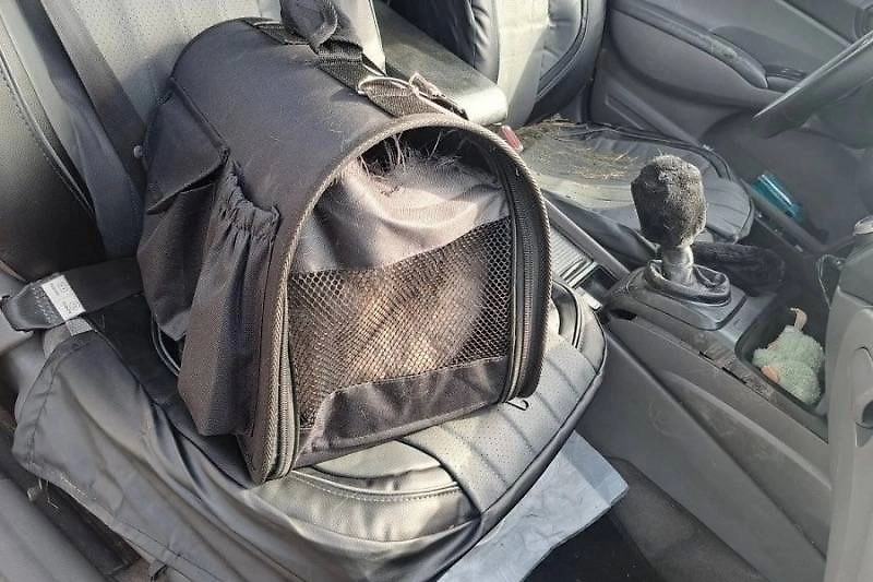 Кот в автомобиле устроил аварию в Красноярском крае