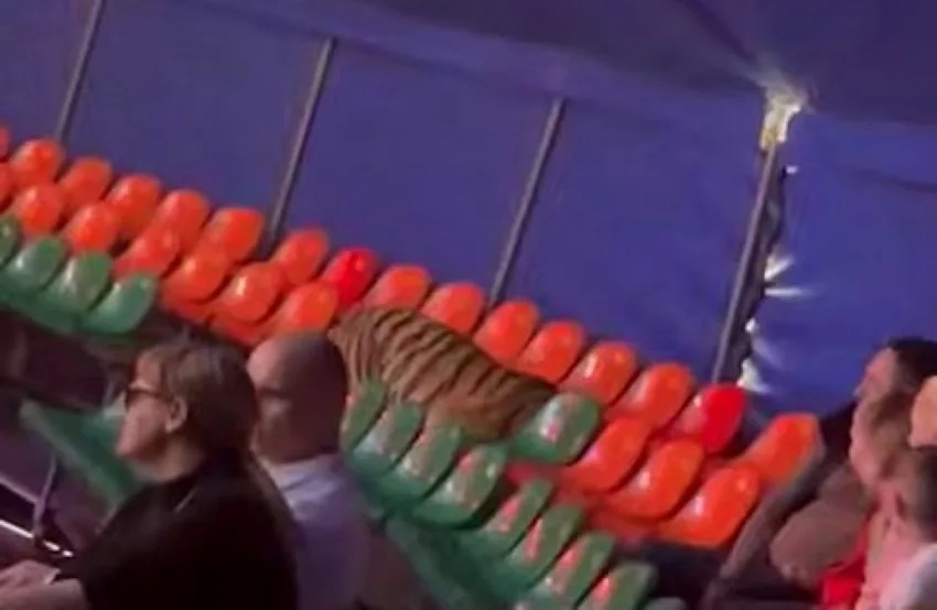 Тигр выпрыгнул в зрительный зал в цирке Ростова-на-Дону