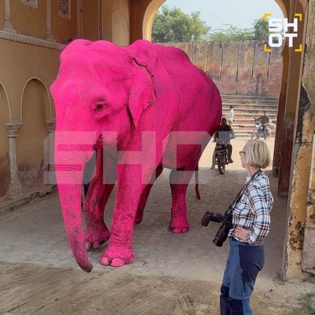 В Индии умерла слониха, которую российская блогерша покрасила в розовый цвет ради фото