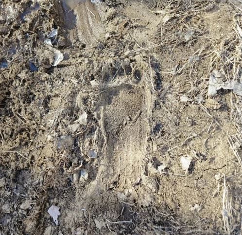 следы медведя