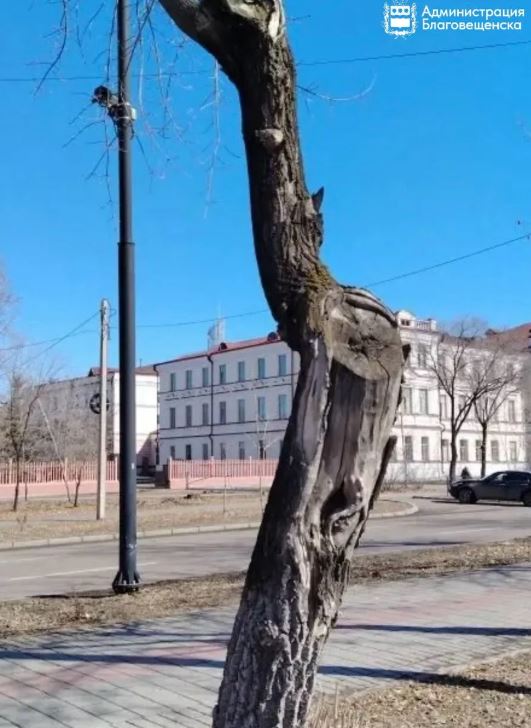 деревья на Горького