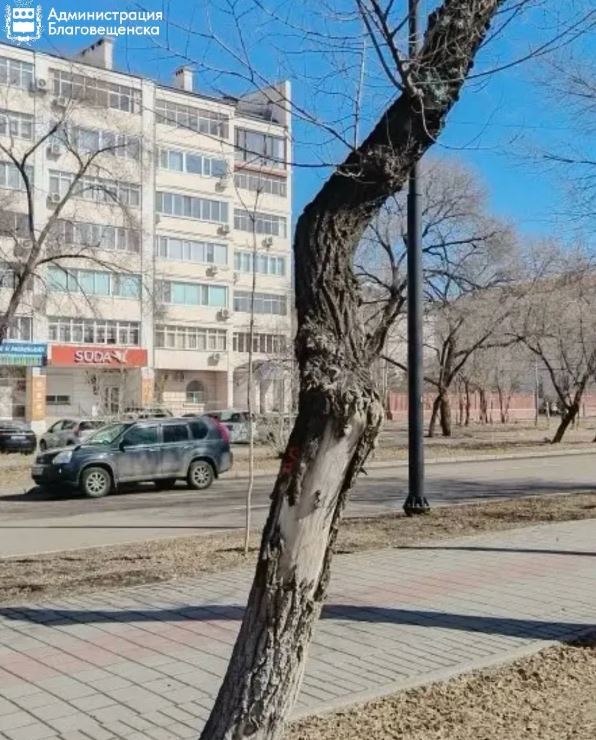 деревья на Горького