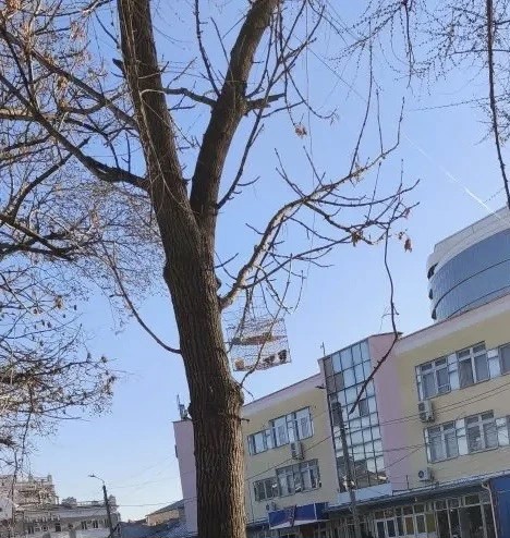 воробьи
