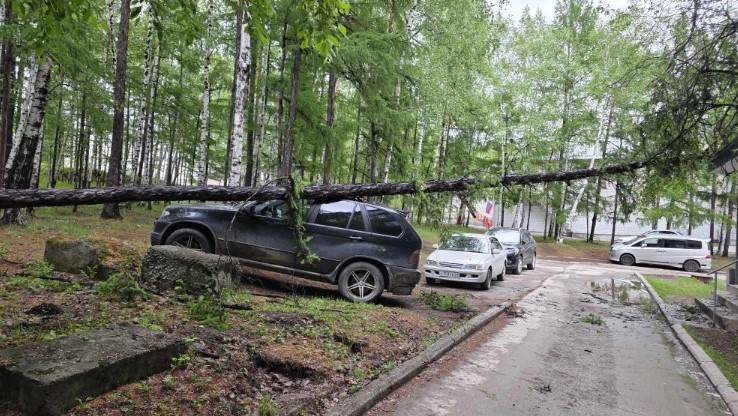 дерево на машине