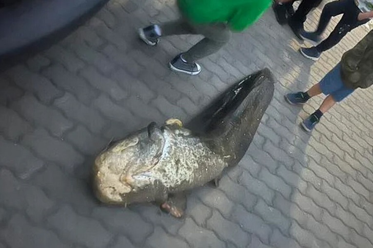 В Польше задержали украинца, убившего знаменитого сома